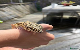 Leopard Gecko reptiles for sale: Leo the Leopard Gecko. Black Night/Mack Snow - Image 7