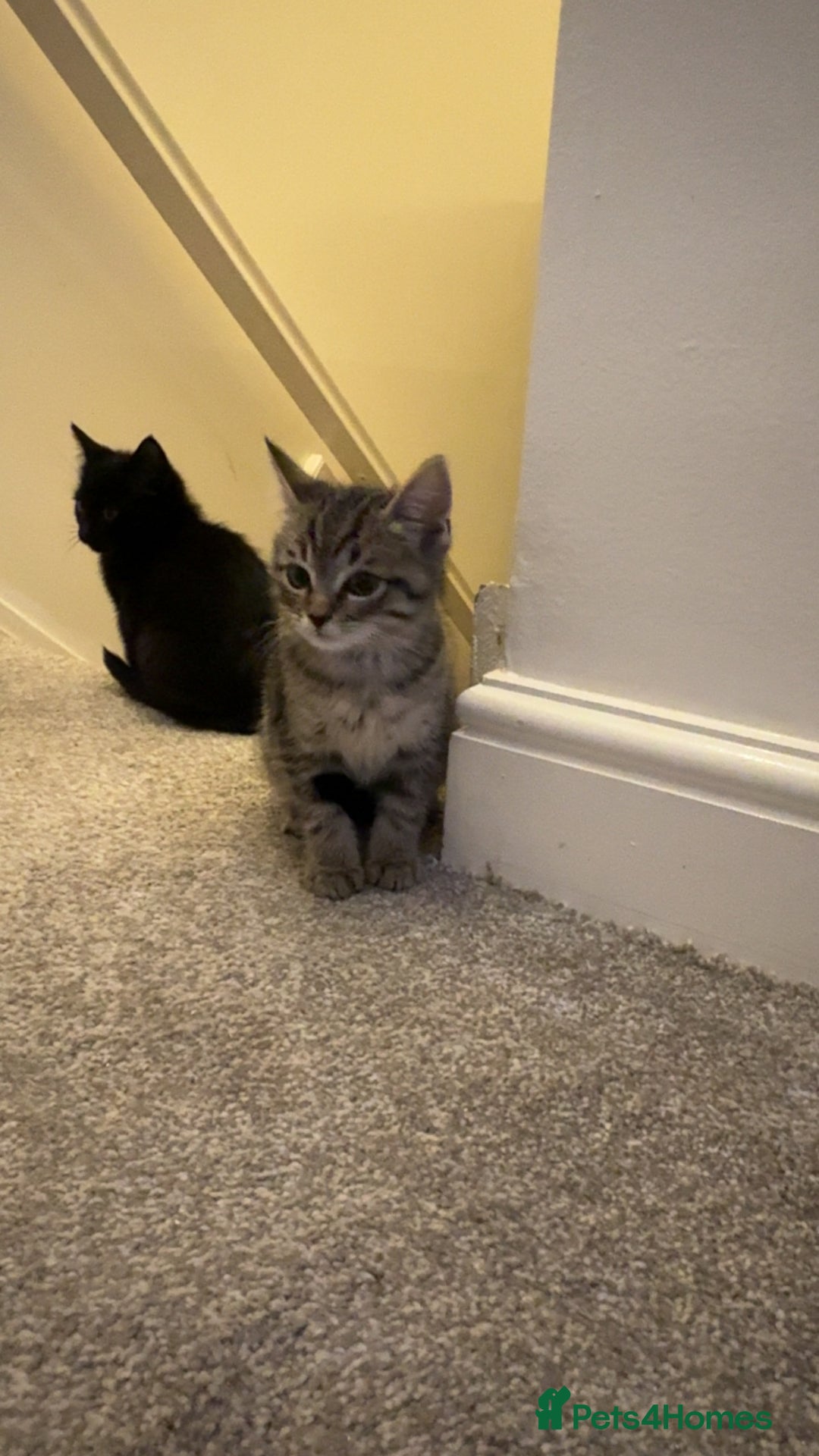 Ragdoll cats for sale: Taddy mixed with ragdoll for sale  - Advert 12