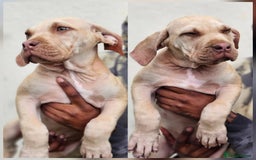 Mastiff dogs for sale: Mastiff Puppy 4 - Boerbel x ultimate Mastiff - Image 7