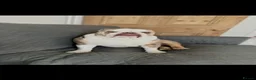 English Bulldog dogs for sale: Bertie Trio colour English bulldog  - Advert 10
