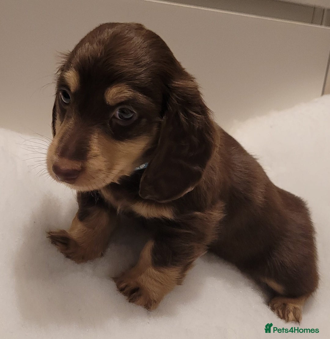 Miniature Dachshund dogs for sale: KC Long-Haired Miniature Puppies - Advert 14