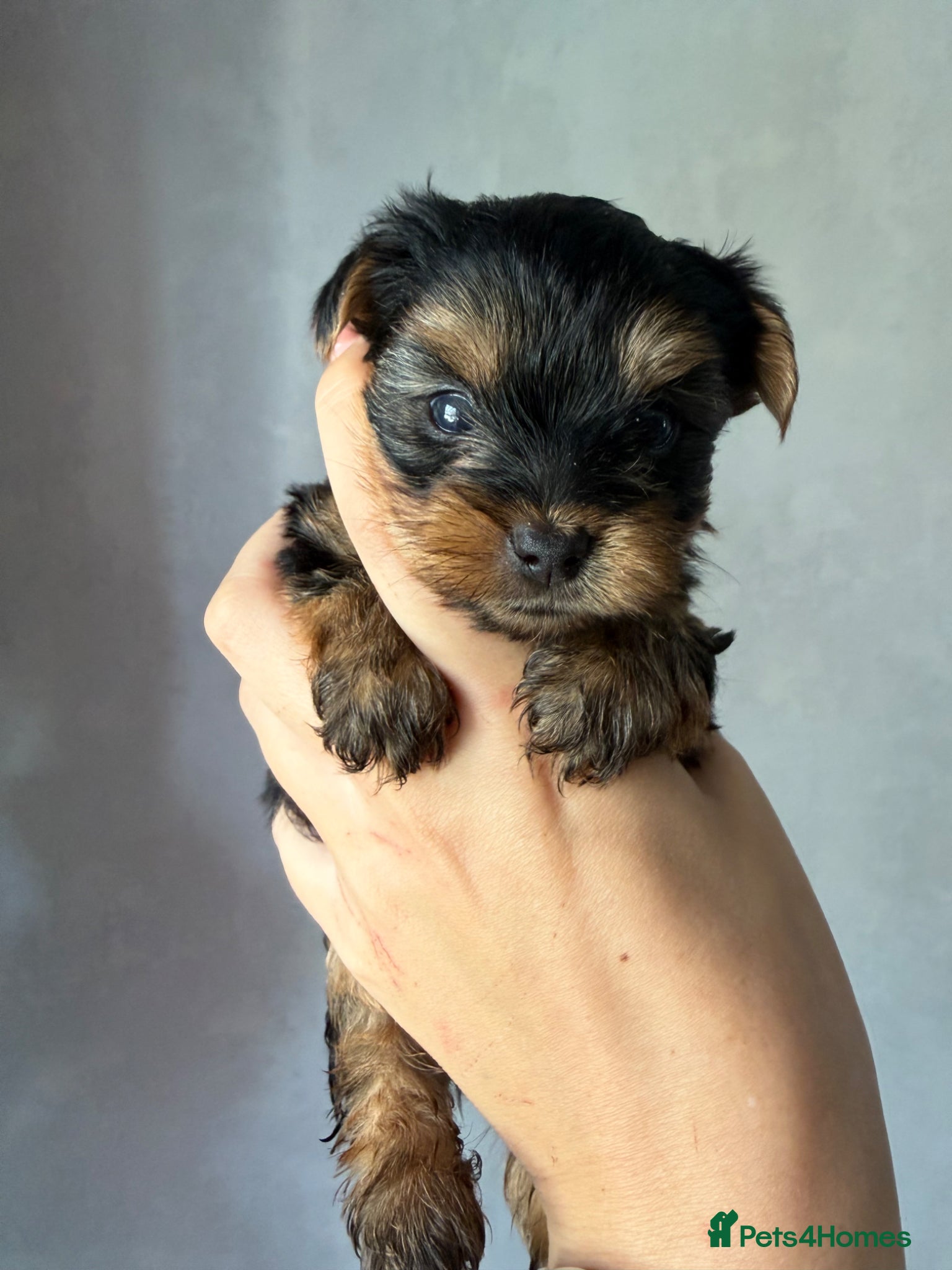 Yorkshire Terrier dogs for sale: Mini Yorkshire terrier 2kg  - Advert 3