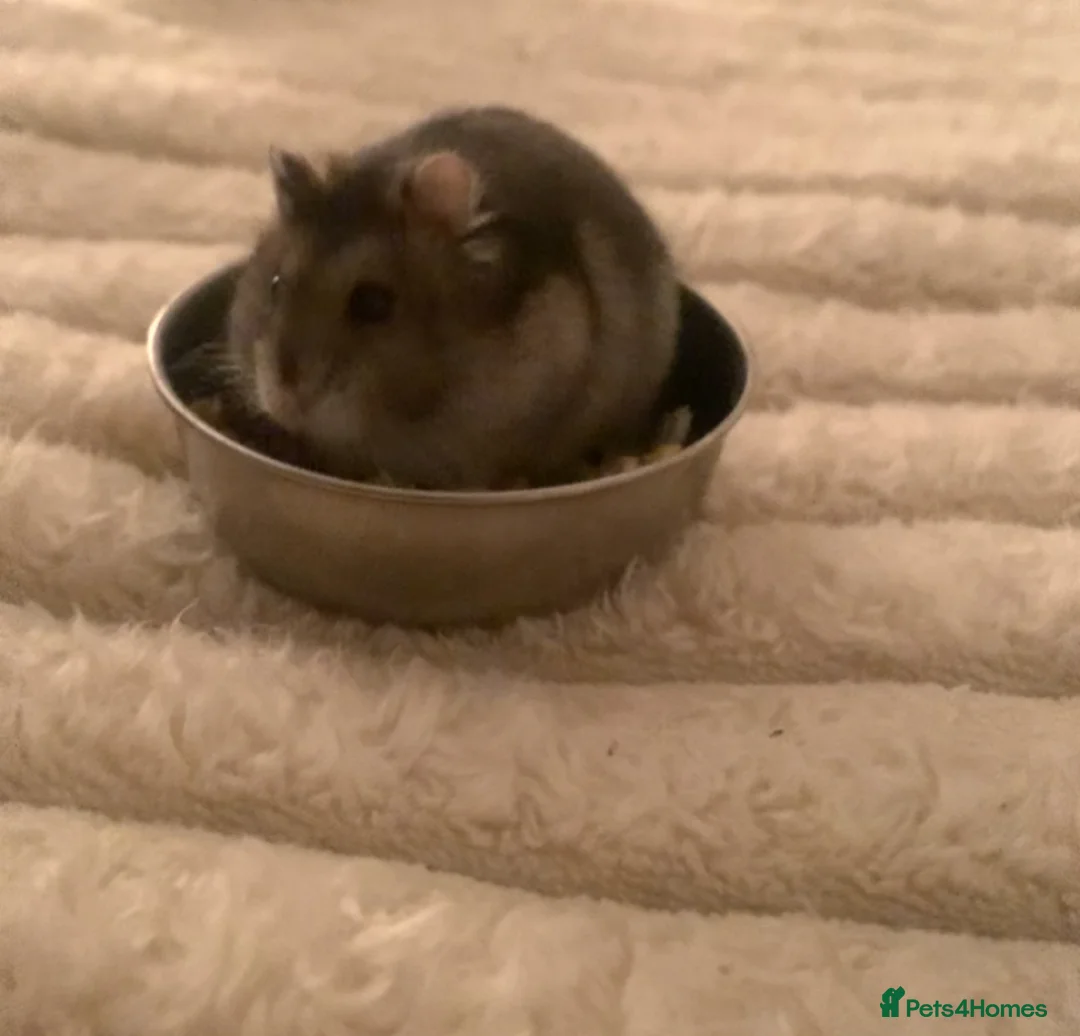 Hamster rodents for sale: Hamster For Sale! - Advert 4