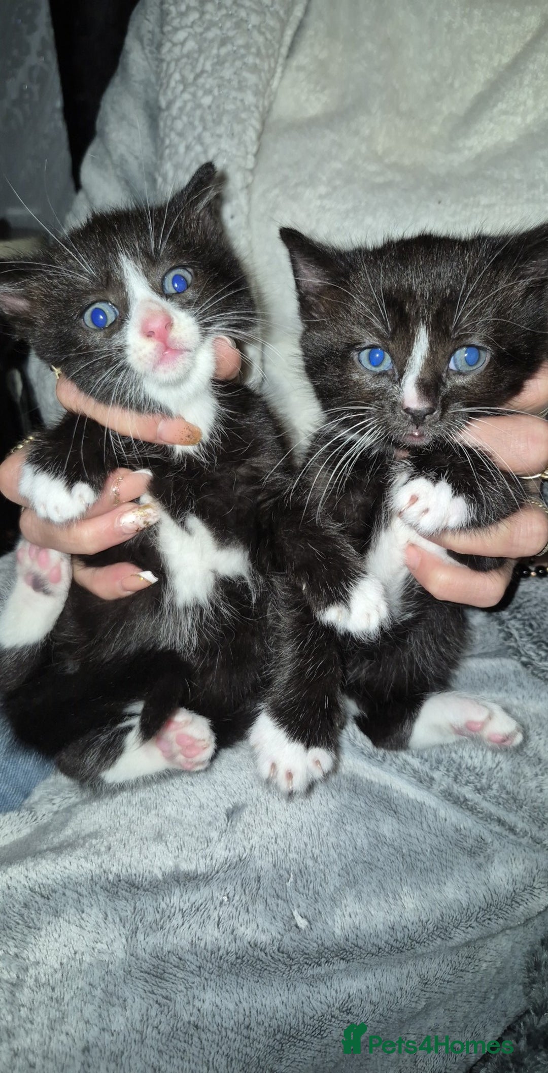 European cats for sale: Very cute and friendly kittens  - Advert 6