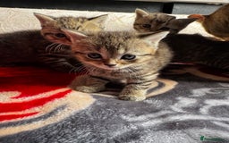 British Shorthair cats for sale: Cutest Tabby British Short Haired Kittens  - Image 11