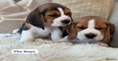 Beagle dogs - Advert 2