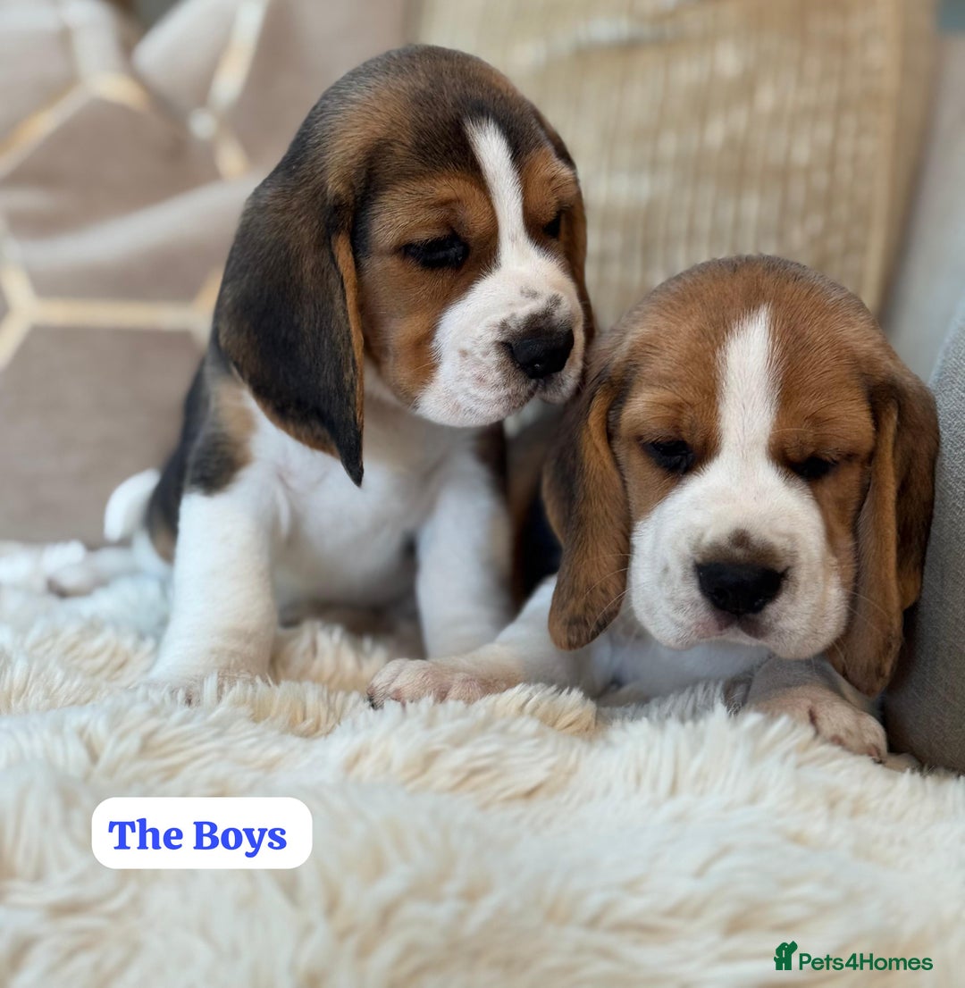 Beagle dogs for sale: ** STUNNING KC 5 GEN TRI COLOUR BEAGLEPUPS ** - Image 3