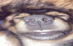 Mixed Breed dogs for adoption: 🩷 Meet Mica 🩷 - Image 2