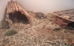 Hermann Tortoise reptiles for sale: Herman tortoise - Image 3