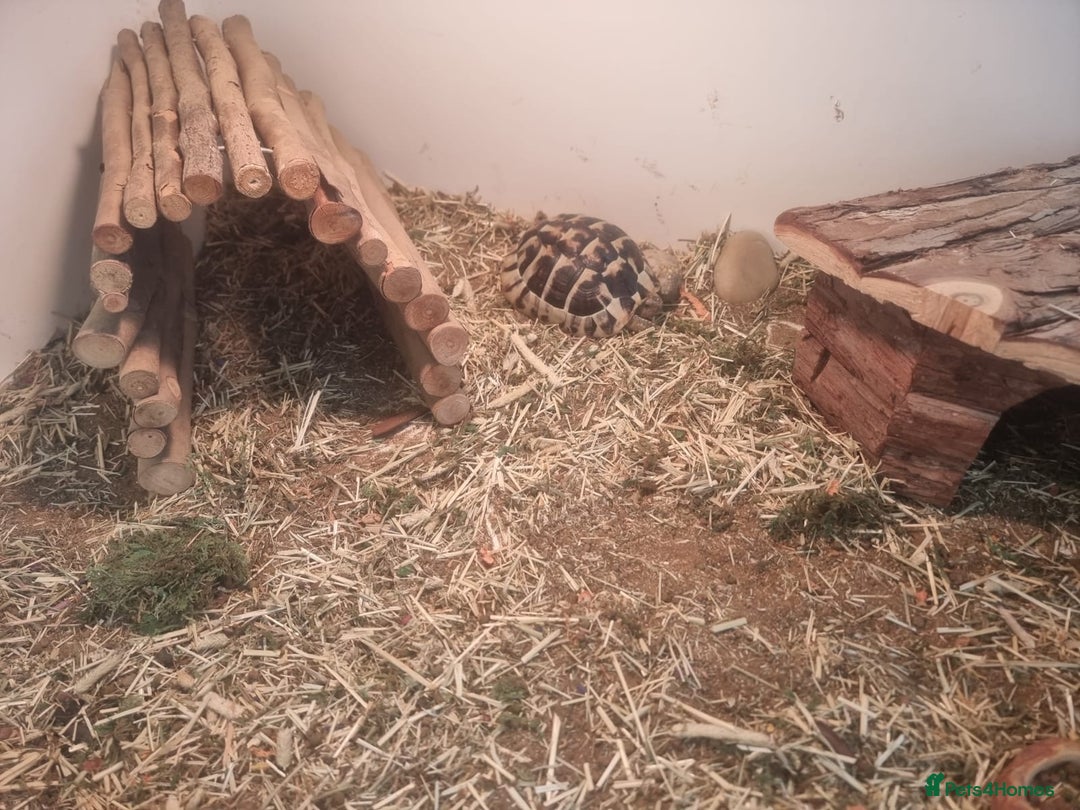 Hermann Tortoise reptiles for sale: Herman tortoise - Image 3