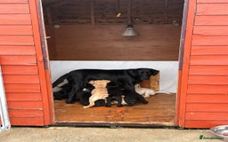 Labrador Retriever dogs for sale: IGL Champion × Top Irish Bitch Ready Mid–End Aug - Image 10