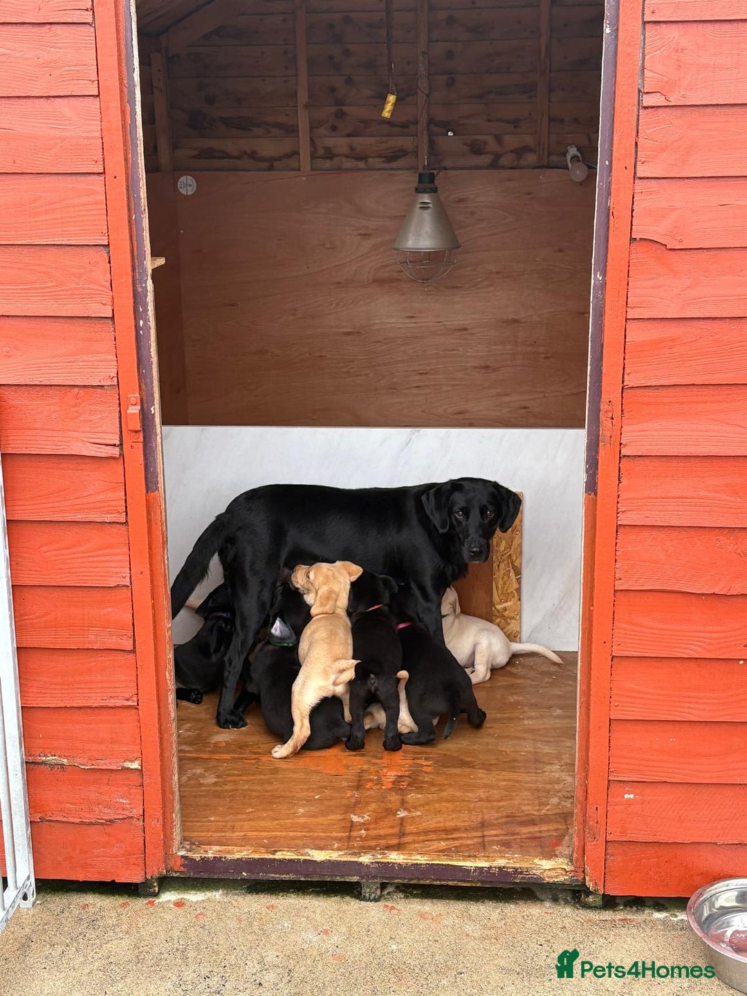 Labrador Retriever dogs for sale: IGL Champion × Top Irish Bitch Ready Mid–End Aug - Image 10
