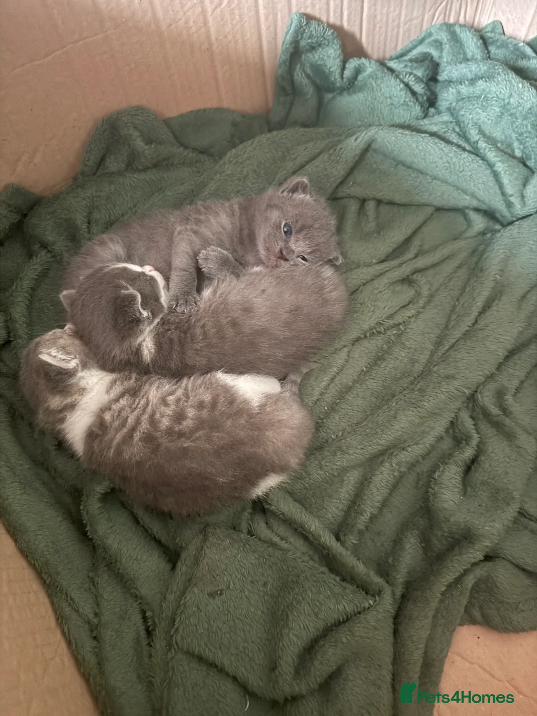 British Shorthair cats for sale: mixed british short hair  - Advert 4