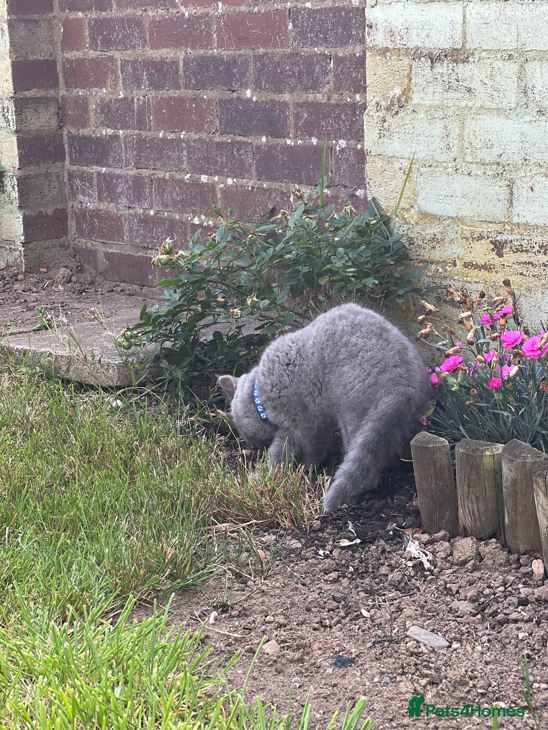 British Shorthair cats for sale: British shorthair  - Image 8