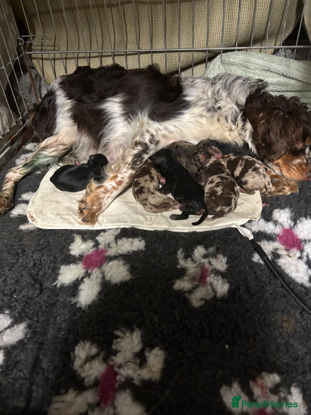 Cavapoo dogs for sale: F1B Cavapoos ready to leave us - Advert 4