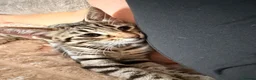 Savannah cats for sale: Ready to leave f4 kitten  - Advert 7