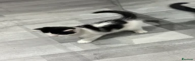 Sweet White and Black Spotted Boy
