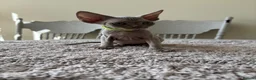 Devon Rex cats for sale: Price Reduced!TICARegisteredDevonRex lilac kittens - Advert 19