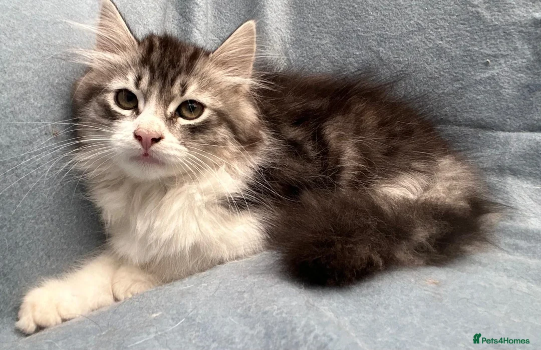 Siberian cats for sale: Beautiful Pedigree Kittens Seeking Loving Homes - Advert 9