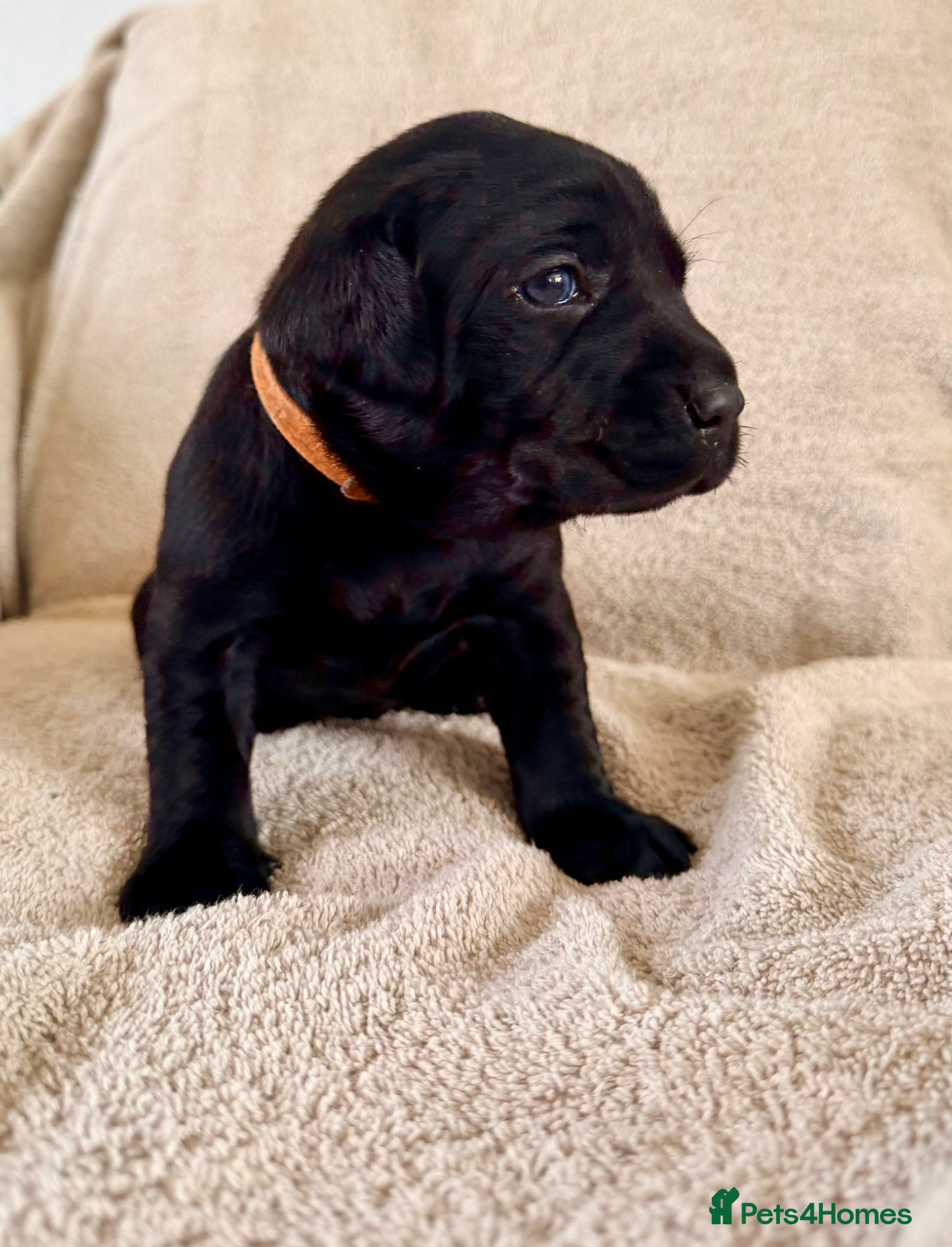 Labrador Retriever dogs for sale: stunning working line labrador retriever puppies - Advert 7