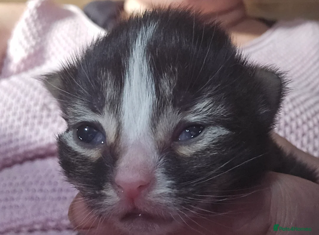 Mixed Breed cats for sale: Beautiful  ** s twins Romeo and Juliet  - Advert 7