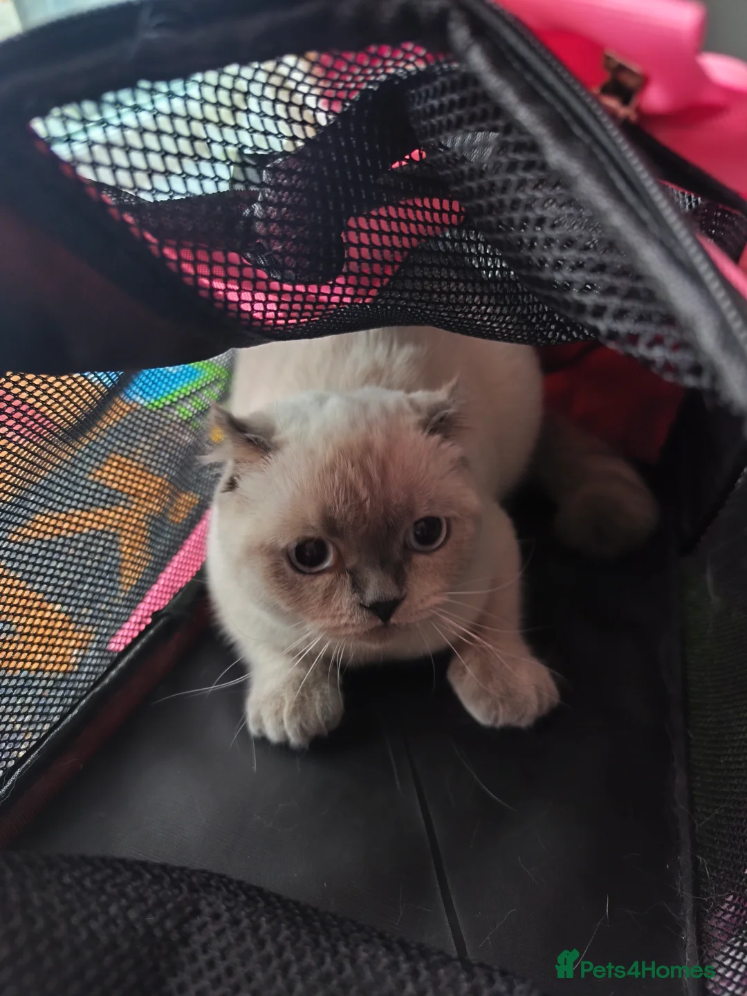 British Shorthair cats for sale: British short hair  in London - Advert 2