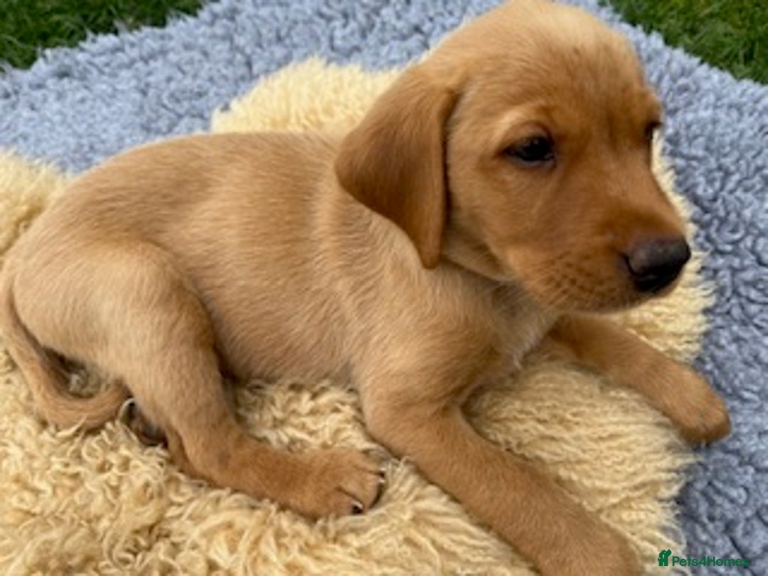 Labrador Retriever dogs for sale: 11 Exceptional Labrador Puppies - Image 17