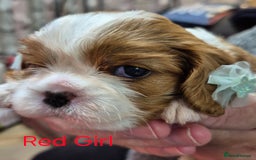 Cavalier King Charles Spaniel dogs for sale: KC Registered, Cavalier King Charles Spaniels  - Image 5