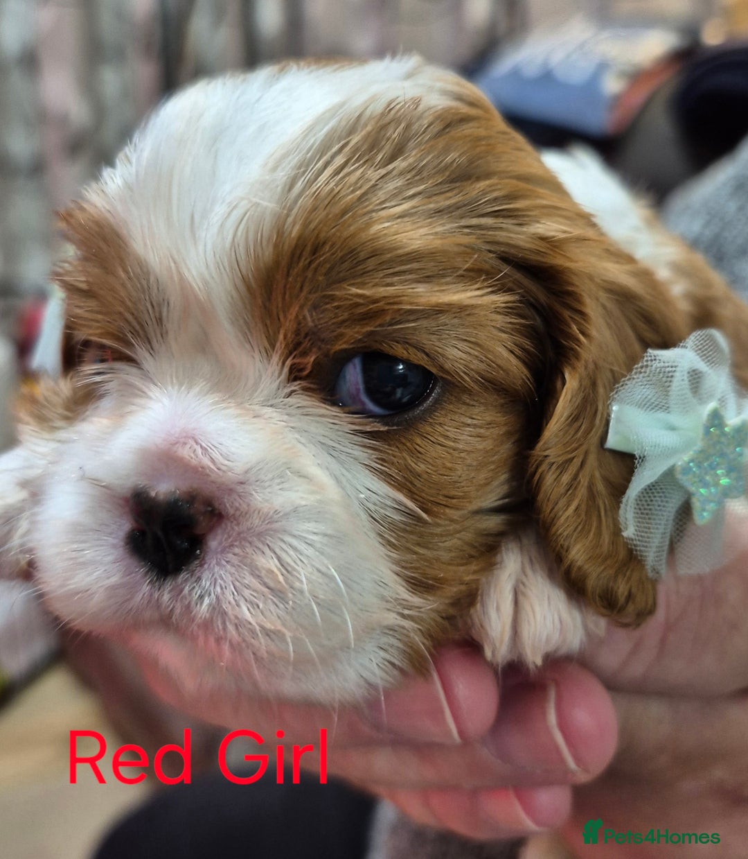 Cavalier King Charles Spaniel dogs for sale: KC Registered, Cavalier King Charles Spaniels  - Image 5