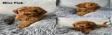 Labradoodle 5