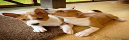 Basenji dogs for sale: BASENJI PUPPY - Advert 2