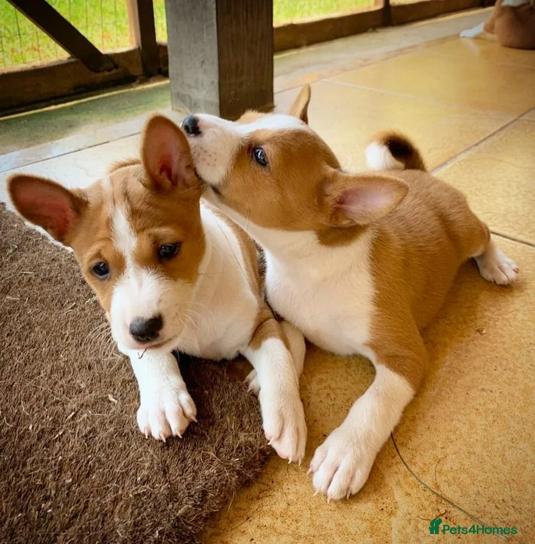 Basenji dogs for sale: BASENJI PUPPY - Advert 2