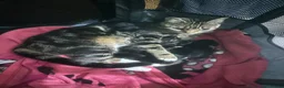 Mixed Breed cats for sale: Beautiful Kittens - Advert 8