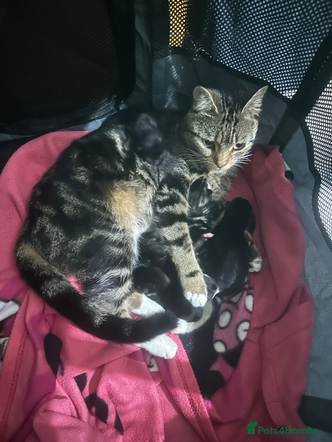 Mixed Breed cats for sale: Beautiful Kittens - Advert 8