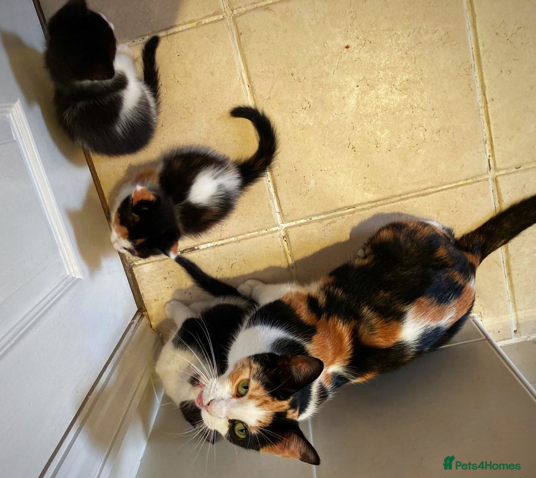 British Shorthair cats for sale: Lovely Kittens - Image 7