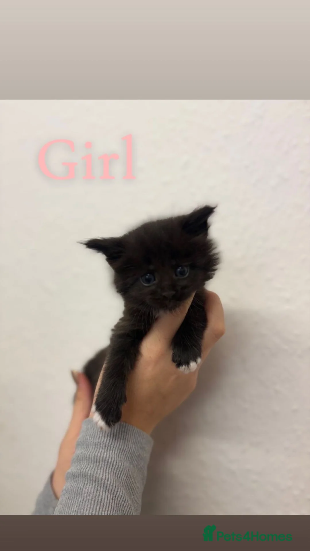 Maine Coon cats for sale: Mane coon cross  - Advert 6