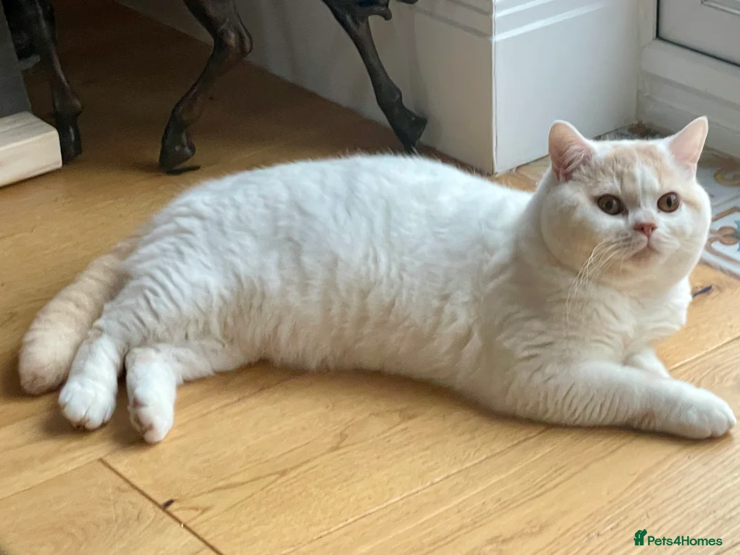 British Shorthair cats for stud: For stud only  in Manningtree - Advert 2