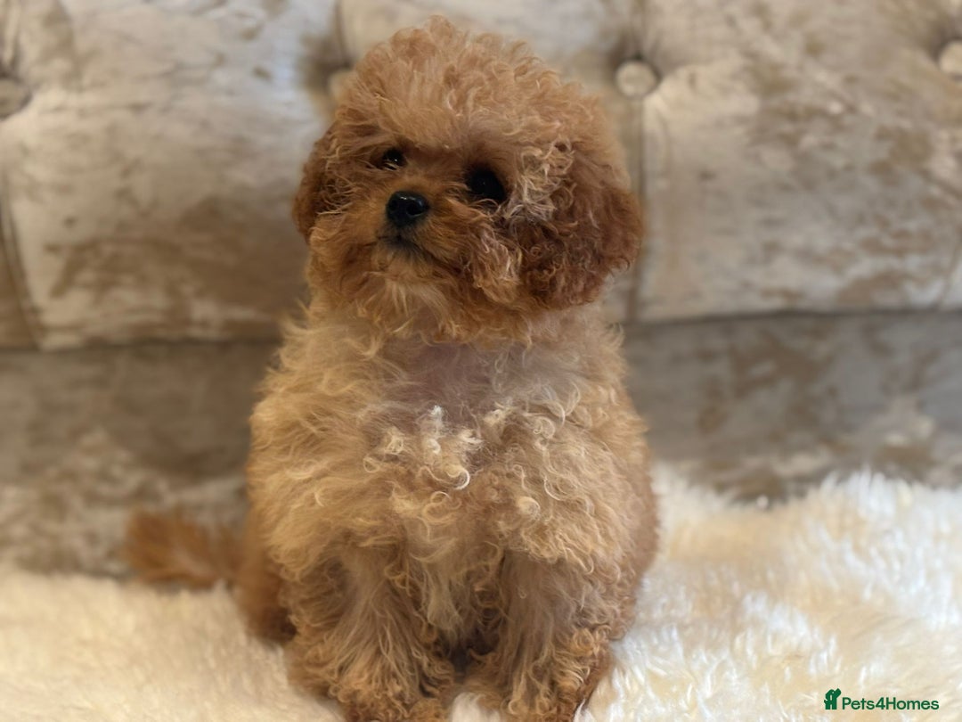 Cavapoochon dogs for sale: Last boy left Stunning cavapoochon puppies  - Image 3