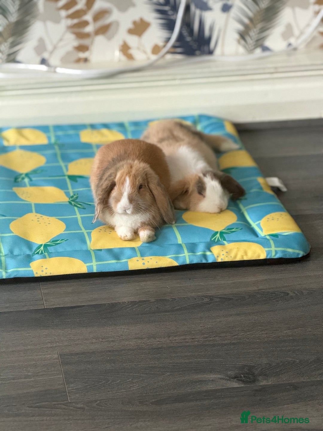 Mini Lop rabbits for sale: Mini lop brothers - Advert 8