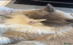 Ragdoll cats for sale: Sweet Ragdoll Cat for sale (GCCF Registered) - Image 6