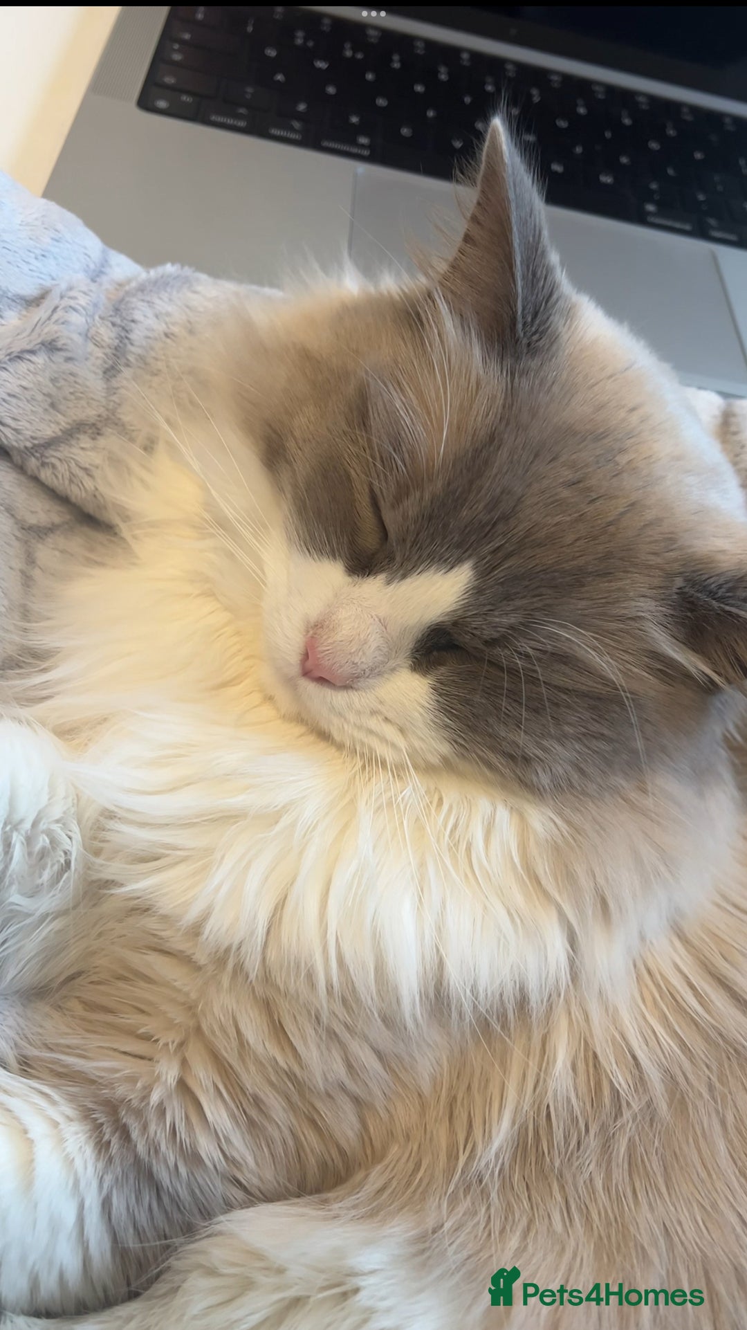 Ragdoll cats for sale: Sweet Ragdoll Cat for sale (GCCF Registered) - Image 6