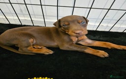 Dobermann dogs for sale: Elite Class World Champion Pedigree Pups KC'D - Image 2