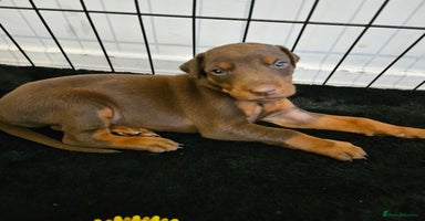 Dobermann dogs - Advert 5