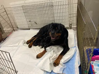 Rottweiler dogs kennel club registered Rottweiler pups - Advert 9