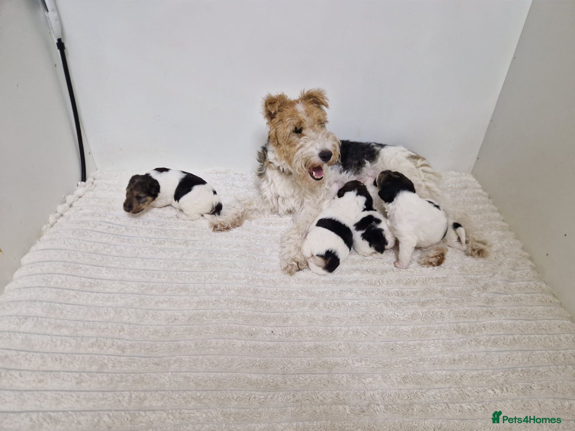 Fox Terrier dogs Wired fox terrier puppies  - Advert 5