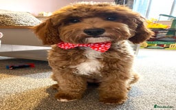 Labradoodle dogs for sale: Multigenerational Medium /Mini Labradoodles  - Image 5