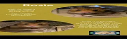 Hamster rodents for sale: Hamsters for adoption  - Advert 6