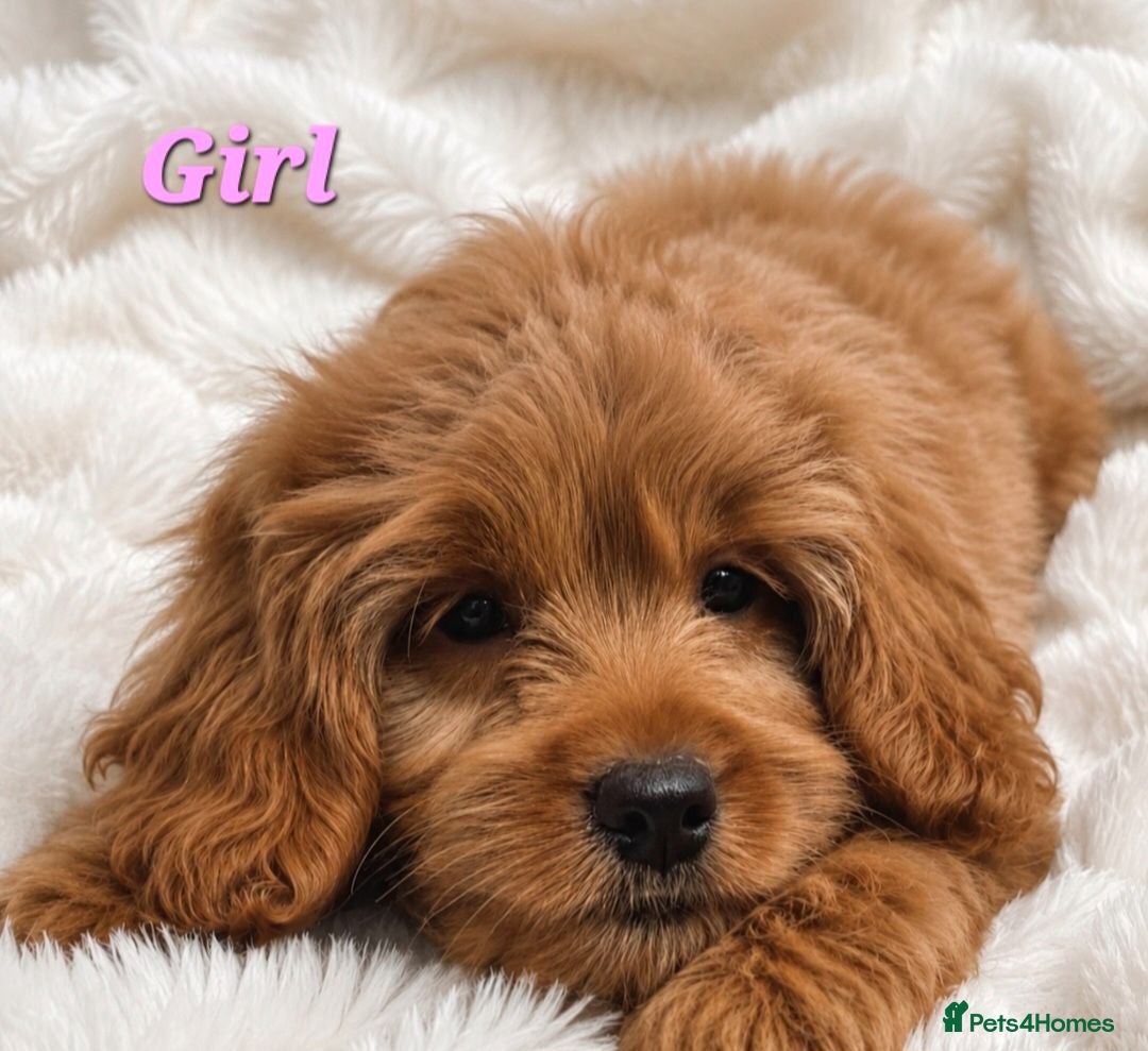 Cavapoo dogs 🔥FULLY VACCINATED EXTENSIVELY DNA HEALTH TESTED🔥 - Advert 1