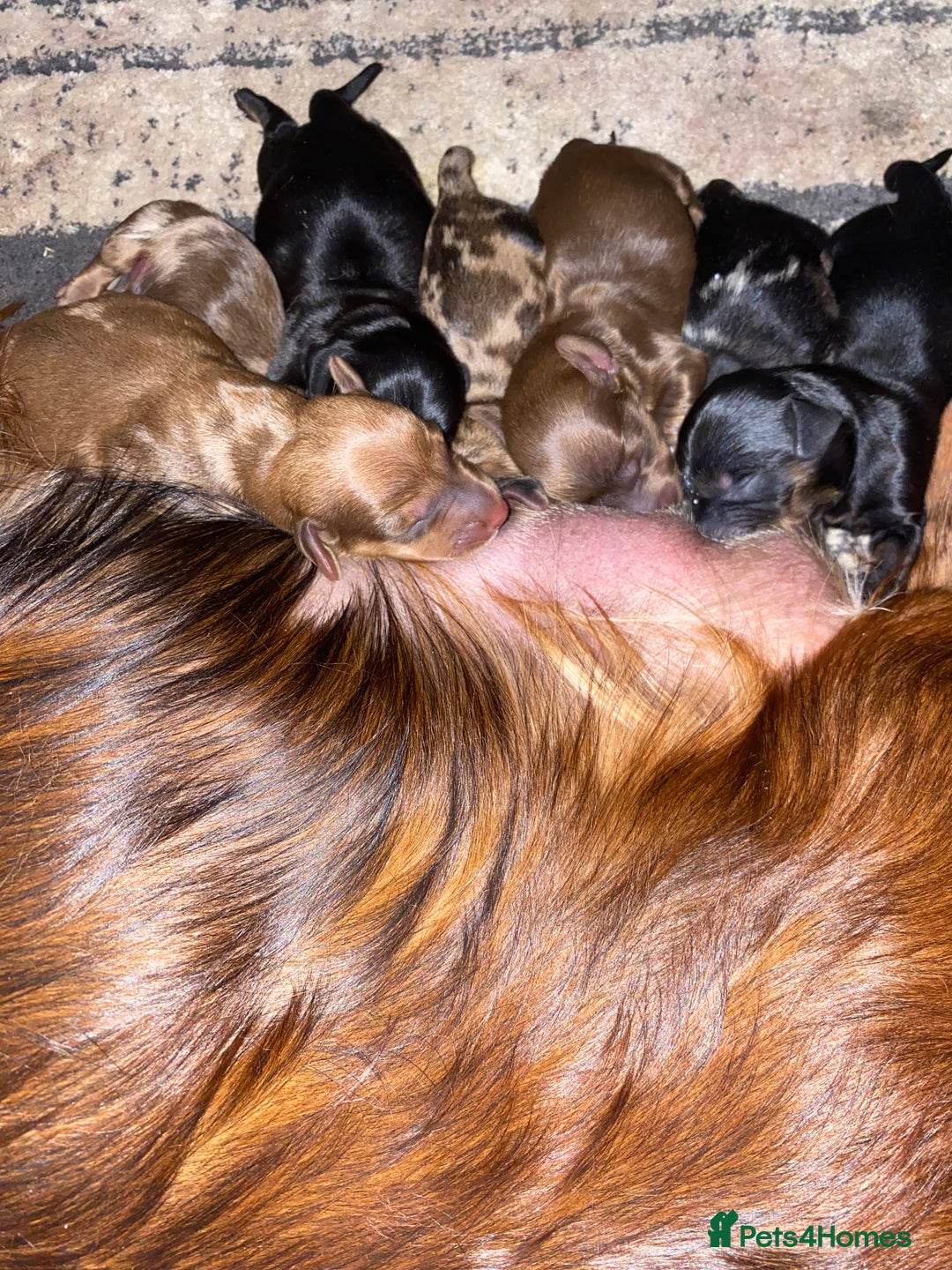 Dachshund dogs for sale: 2 Beautiful dachshunds left!!! - Advert 3