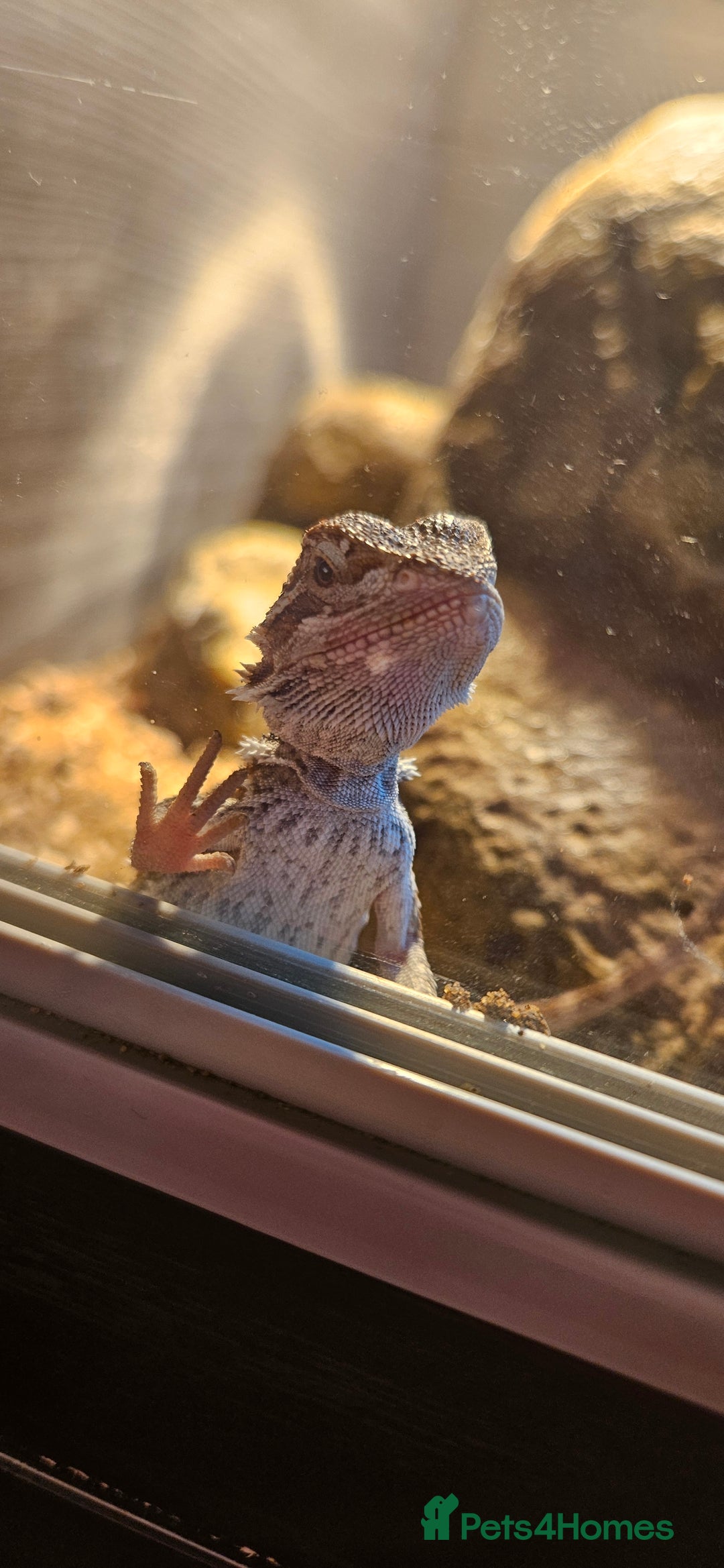Bearded Dragon reptiles for sale: Bearded dragon & full set up - Advert 1